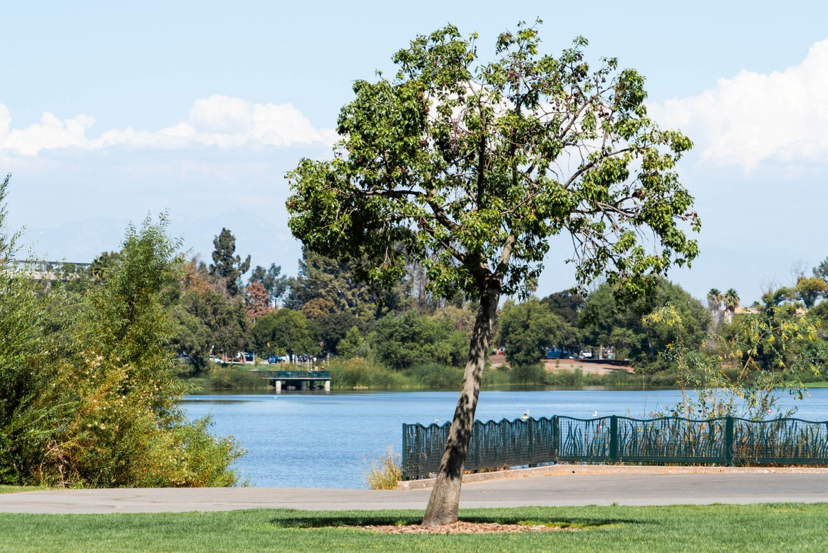 Harbor Lake tree